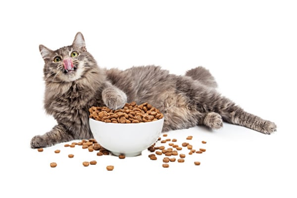 the best diet for cats