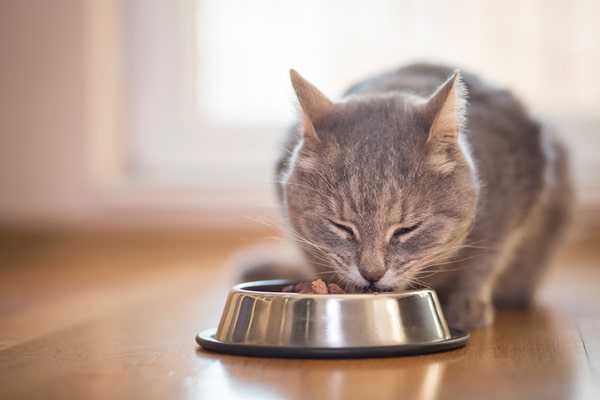 high blood sugar in cats