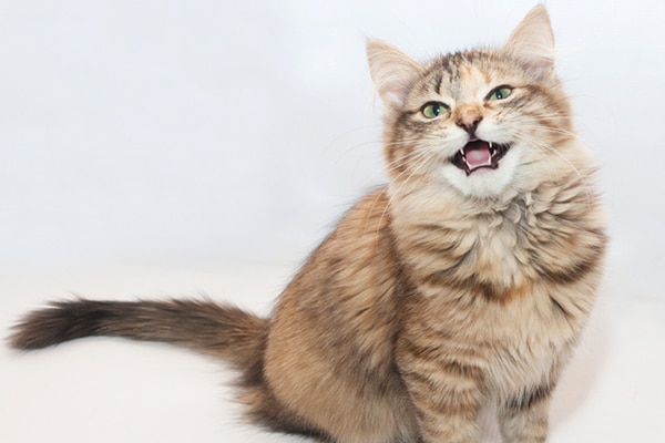 7 Reasons Your Cat May Be Meowing Constantly - Petful