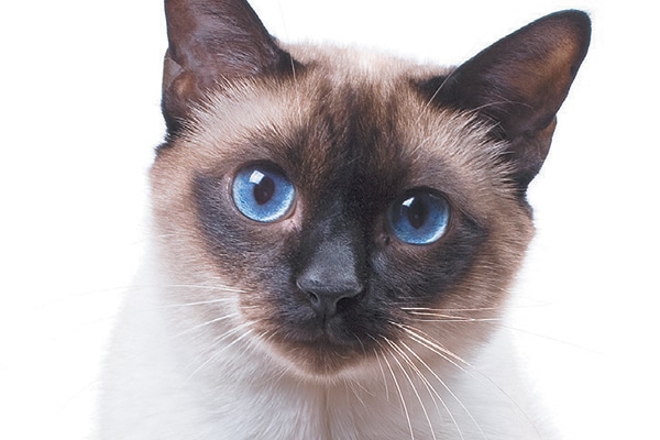 Cat Genetics: Facts on 6 Unusual Coat Colors and Patterns - Catster
