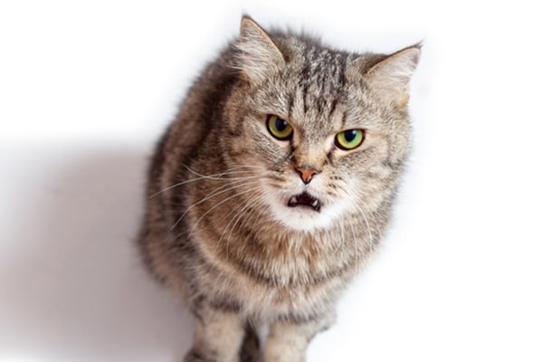 Why Does My Cat Growl? How You Should React & Other Advice - Catster