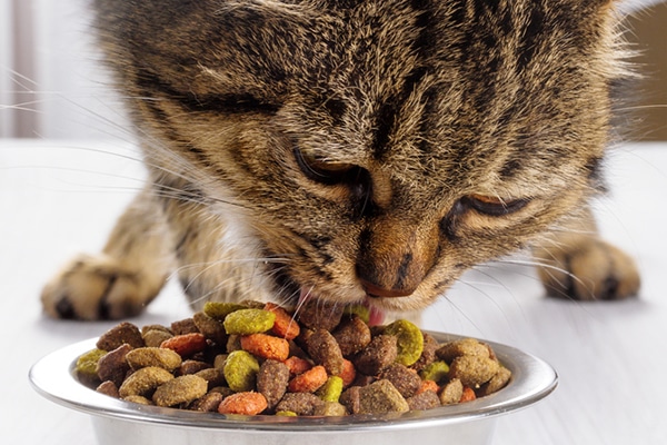 https://www.catster.com/wp-content/uploads/2017/11/A-brown-tabby-cat-eating-a-bowl-of-dry-food.jpg