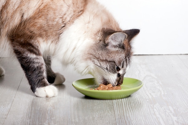 feeding cats only wet food