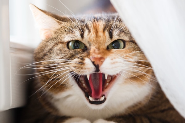 Let's Talk Cat Growling — Why Does 