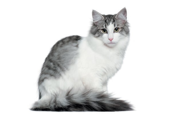 Meet The Magical Norwegian Forest Cat Catster