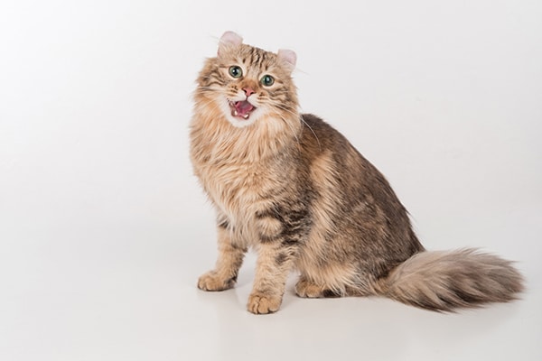 5 Common Cat Noises and What They Mean - All About Cats