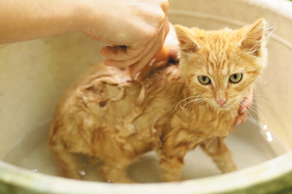 Cats Bathing (And Hating Every Moment Of It) | 2048