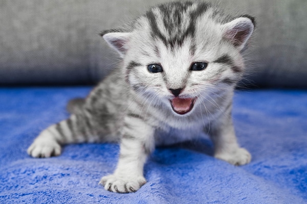 Cats Meow : 12 Cat Sounds and What They Mean - The Tiniest Tiger
