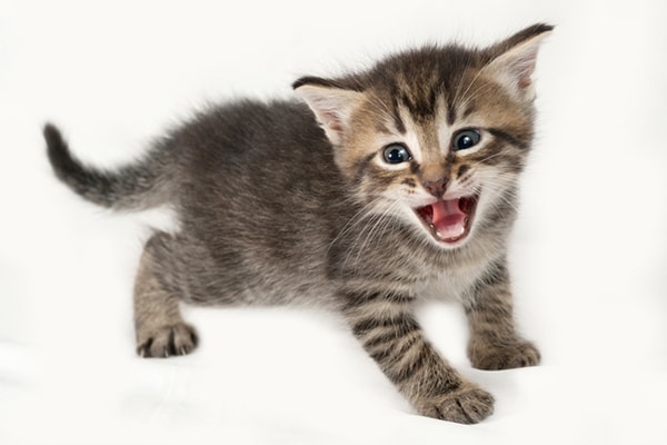 Kittens Meowing — How and Why Baby Cats Meow - Catster