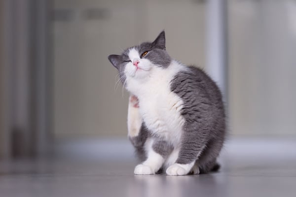 grey and white cat meaning