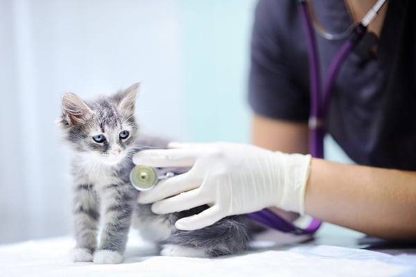 Cats and Clothes – The pros and cons - The Vet Connection