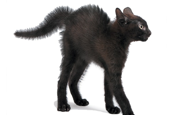 8 Cat Tail Signs — Decoded Catster