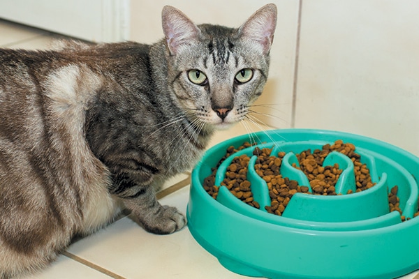 interactive cat feeder wet food