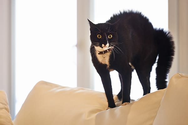 Get Rid of Your Scaredy Cat Once and For All – Coaching for Leaders