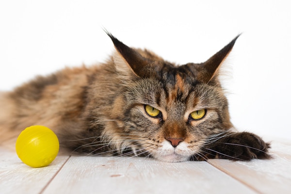 How Do I Know When My Cat is Angry? - Meowy Janes