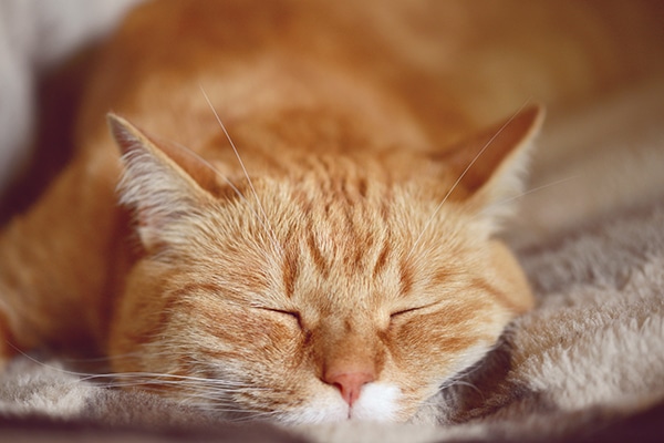 orange tabby tom cat