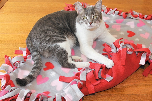 How to knit a cat blanket for Battersea Dogs and Cats Home