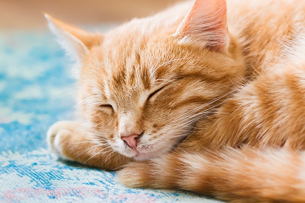 tabby orange cat