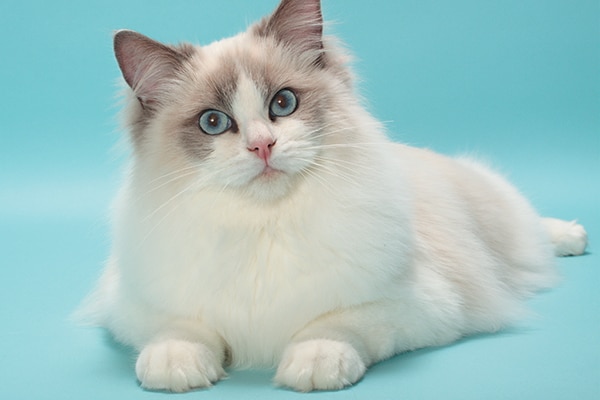 fun facts about ragdoll cats
