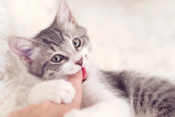 male cat biting kittens throat