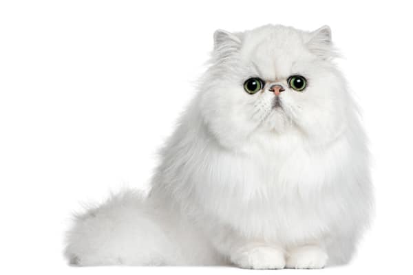 Persian - Catster