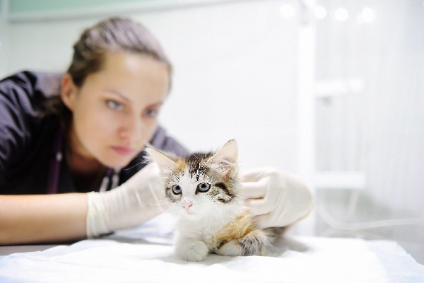 kitten sick after first vaccination