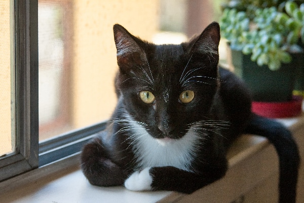 A black and white tuxedo cat on a windowsill. 