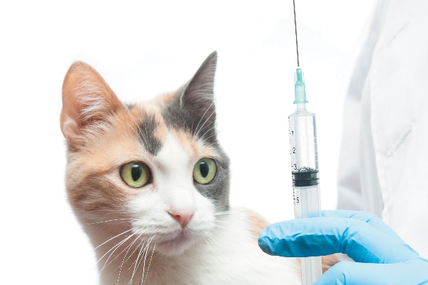 How Often Do Cats Need Shots and Other 