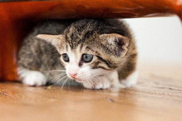 What Are Cats Scared Of? 6 Feline Fears & How to Help - Catster