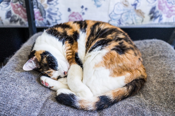 5 Questions and Answers Concerning Cat Coat Patterns