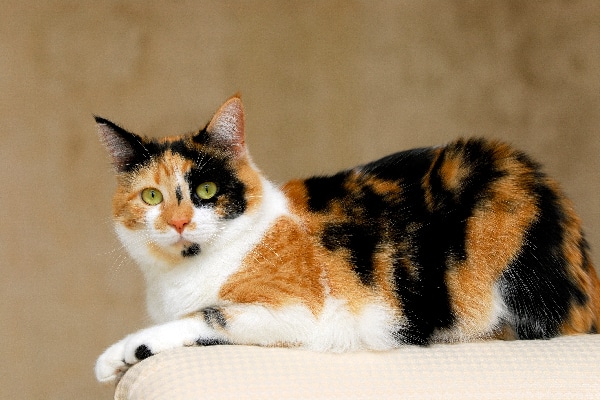 brown calico cat