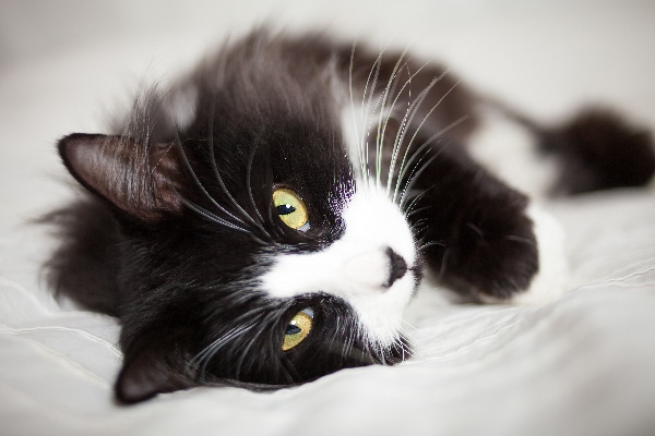 cats with black and white fur