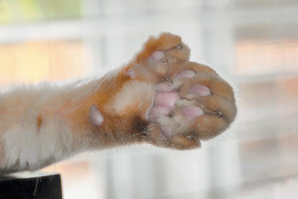 polydactyl cats for adoption