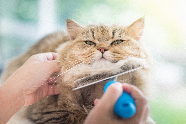 cats a grooming
