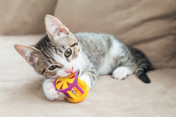 Different Types of Cat Toys 