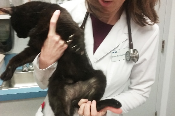cat losing fur on back of legs
