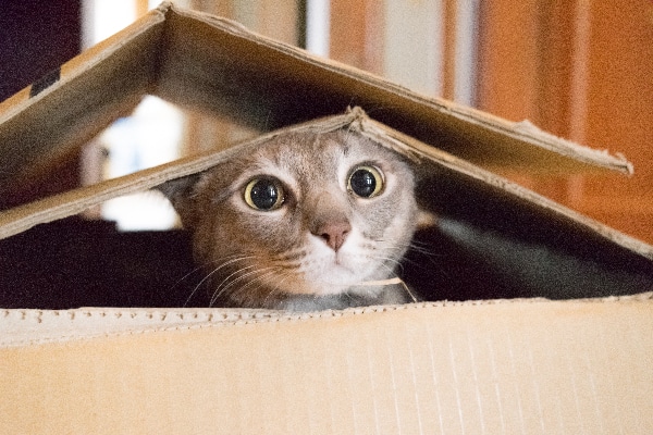 A gray cat peeking out of cardboard boxes.