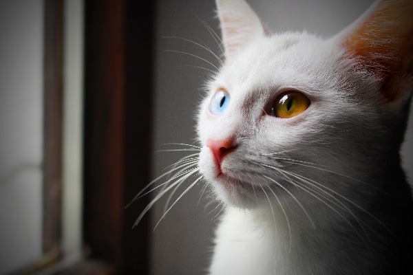 two colored eyes cat price