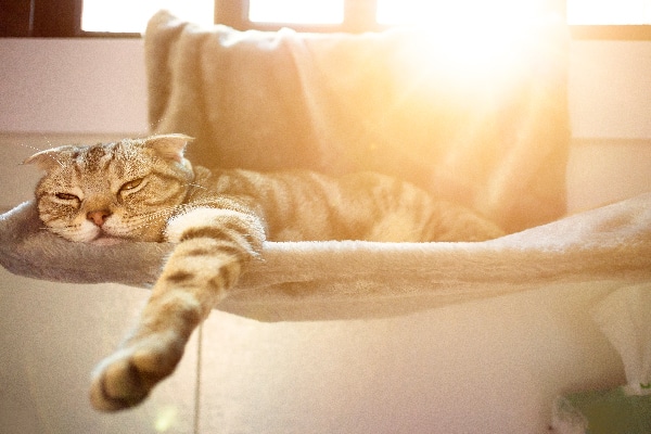 Heat Stroke In Cats Symptoms Treatment And Prevention