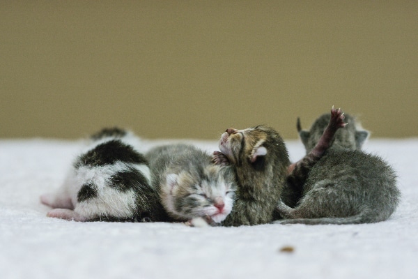 looking after newborn kittens