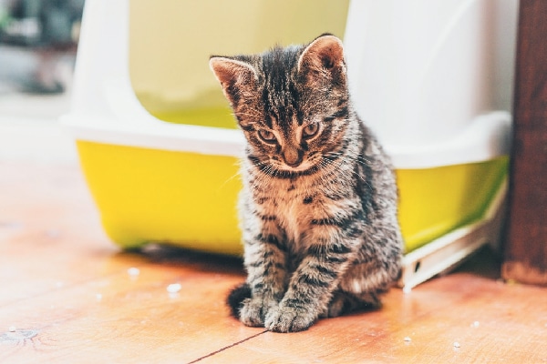 male kitten peeing outside litter box