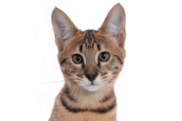 Everything You Need To Know About The Savannah Cat Catster
