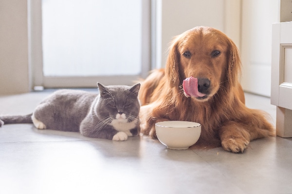 Can Cats Eat Dog Food? What to Know About Cats and Dog ...