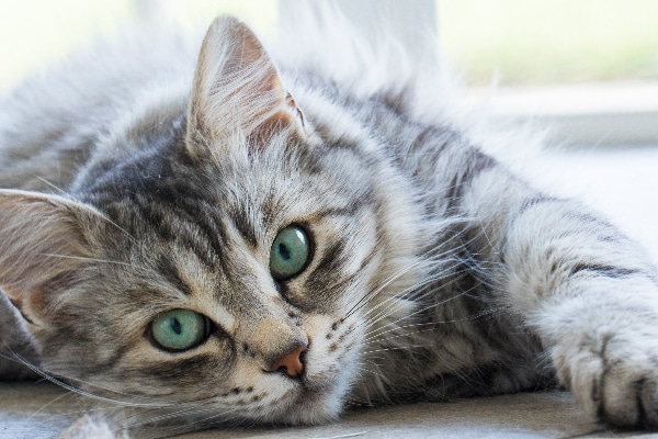 5 Facts About The Gray Tabby Cat - Catster