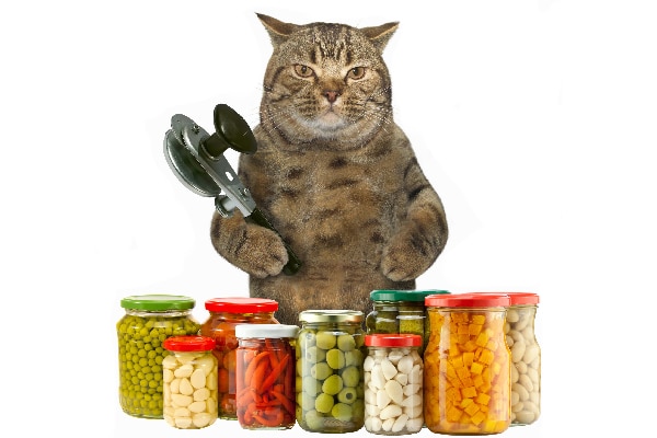 Can Cats Eat Garlic Get The Facts About Cats And Garlic Catster