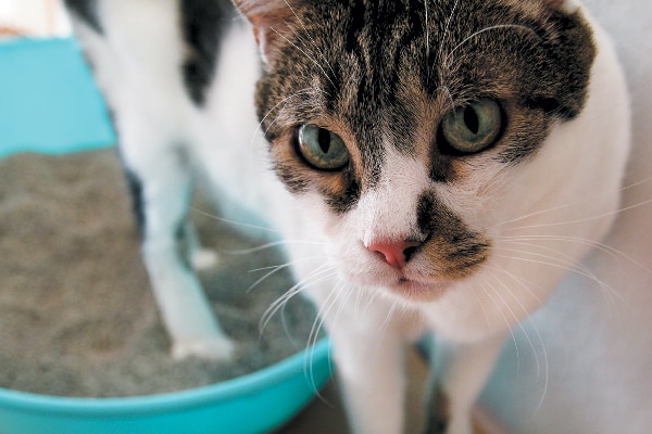 how often to clean cat litter box