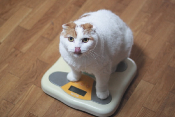 5 Health Risks For Overweight Cats Catster