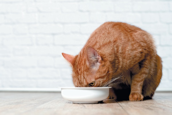 can i feed my cat only wet food