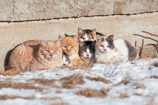 outdoor cat shelter