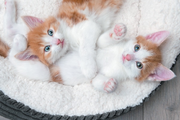 adopt 2 kittens